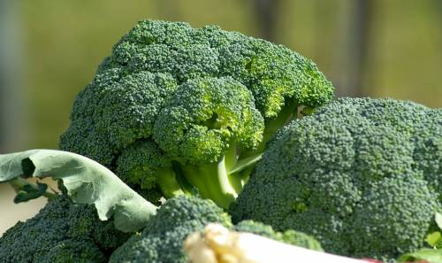 Broccoli, contengono una proteina anticancro