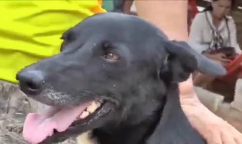 Thailandia, cane disabile salva il neonato sepolto vivo dalla madre 15enne