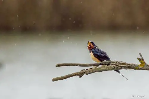 I "nipotini" di Iroso e la Nato. Ecco i muli post tecnologici