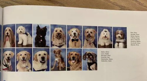 Aiutarono gli alunni dopo la strage: i cani posano per l'annuario