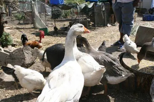 Cinesi macellano animali per strada: l'ira dei residenti del Vasto