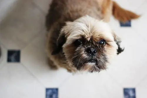  Cane soppresso per seppellirlo con il proprietario
