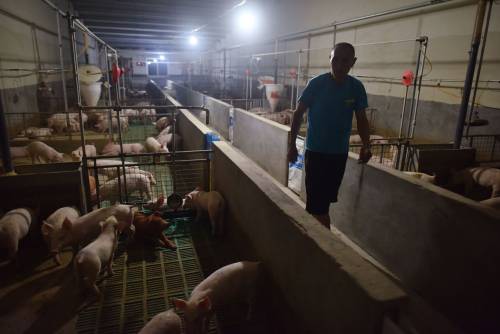Padova, pericolo peste suina: sequestrate quasi 10 tonnellate di carne cinese