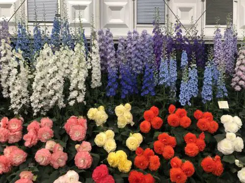 Giardini Arte Fiori Forte GAFF: il giardino che fiorisce dal mare