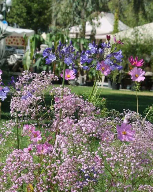 Giardini Arte Fiori Forte GAFF: il giardino che fiorisce dal mare