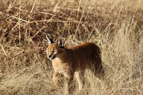 Un caracal a Busto Arsizio: avvistata la "lince del deserto"