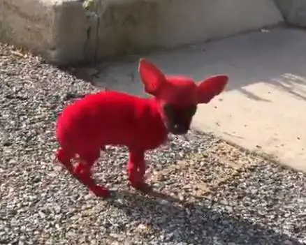 Dipinge il cane di rosso e il rapper si difende dagli attacchi: "È un colorante vegano"