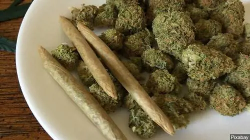 Cannabis, la Cassazione: "Reato commercializzare i derivati da quella light"