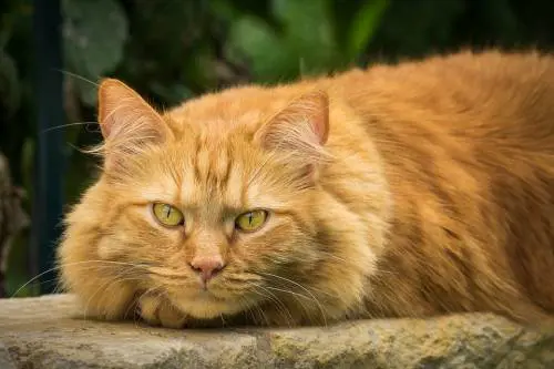 Il gatto-volpe esiste davvero e vive in Corsica