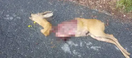 Paura a Ventimiglia: il lupo sbrana la sua preda sulla strada