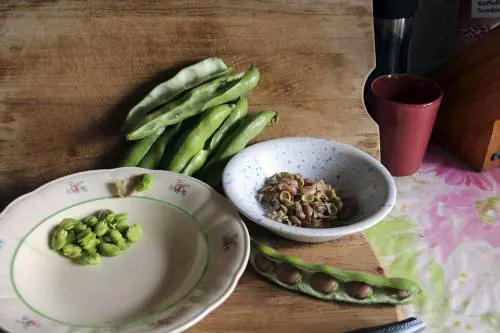 Fave fresche: fonte preziosa di fibre e vitamine