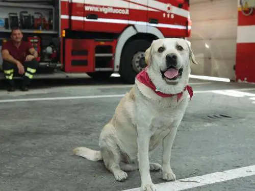 Ruben, la mascotte dei Vigili del fuoco non c’è più
