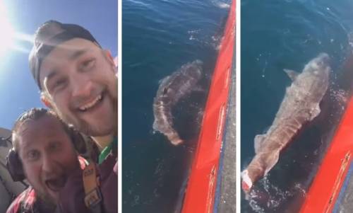 "Buona fortuna col nuoto": i due pescatori tagliano la coda allo squalo