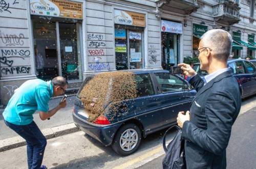 Milano, api assaltano una Lancia Y e arriva l’acchiappasciami 