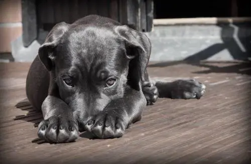 Ora è vietato lasciare il cane sul balcone: c'è multa da 500 euro