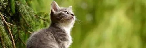 A Ostuni se il gatto viene investito paga il Comune