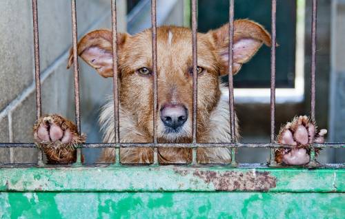 Massacrati 10mila cani: l'orrore del mercato cinese