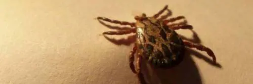 Alongshan, il nuovo virus trasmesso dalla zecca