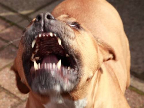 Pitbull azzanna padrone e uccide il suo cane