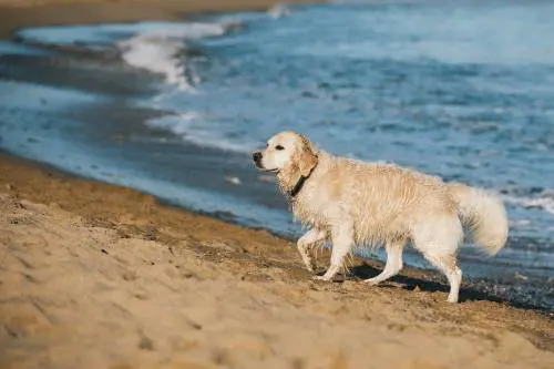 Pesaro, al mare con il cane: scatta la maxi multa