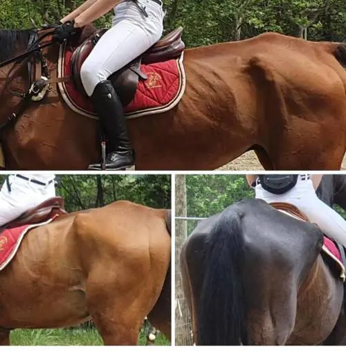 Cavalli denutriti costretti a correre nei concorsi