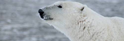 Russia, orso polare vaga in una città siberiana cercando cibo