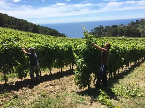 L'isola-galera dove i detenuti fanno il vino al Fresco(baldi)