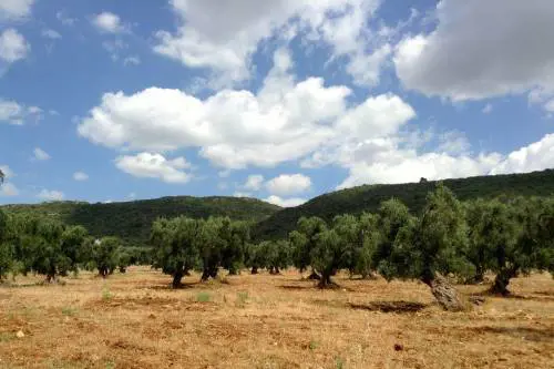 Colpo basso all'olio italiano: è di nuovo tunisino il segretario dell'organo di controllo
