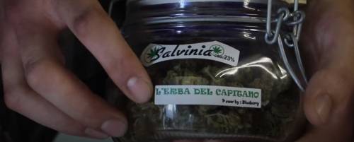 La Salvinia, la cannabis light che fa il verso a Salvini viene venduta ad Arcore