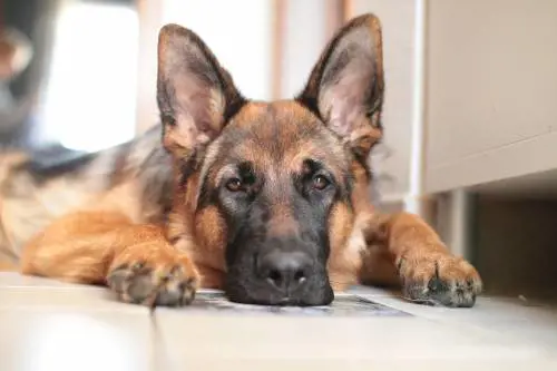 Veterinario sbaglia e paga "L’animale è come uno di famiglia"