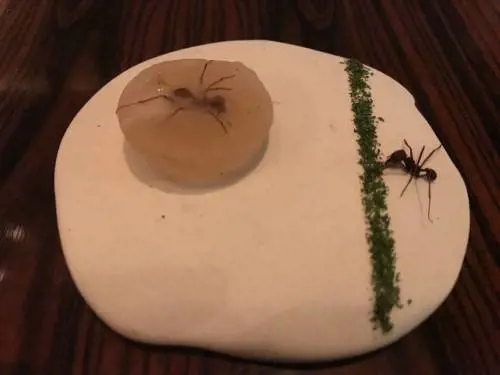 Erbe, insetti, radici. Il cibo degli indios dell'Amazzonia torna sulla tavola