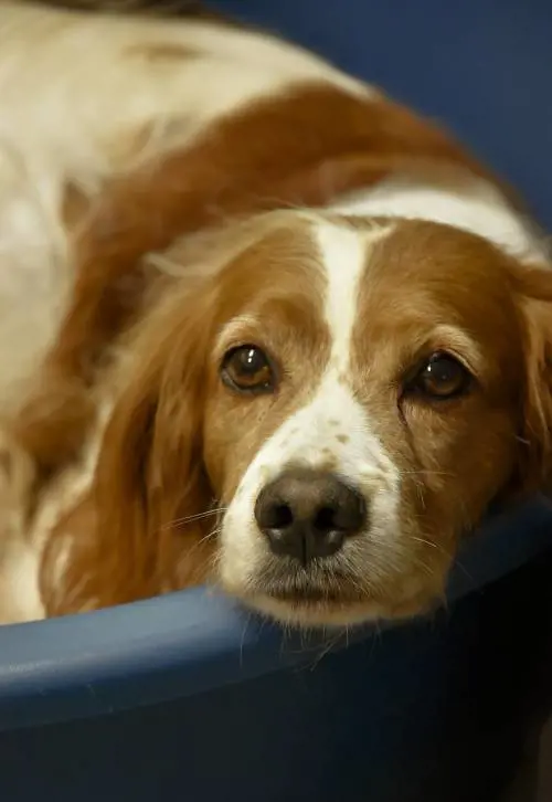 Ladri massacrano di botte un cane: lo salvano gli agenti