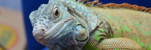 Brindisi, l’iguana sfugge al controllo. Denunciato dai carabinieri