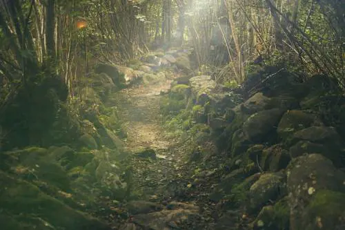 Curare l’ansia e lo stress con Il Bagno di Foresta
