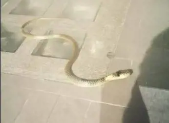 Velletri, adesso spunta un serpente in tribunale