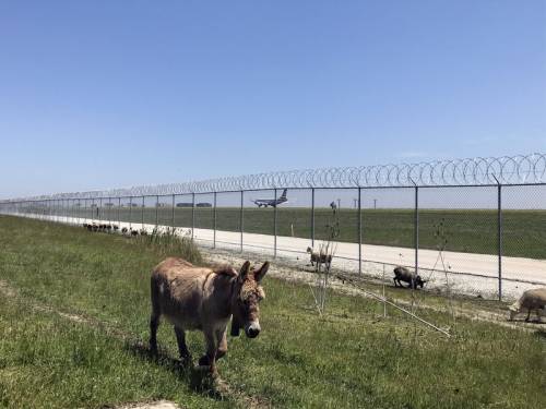 Pecore, capre e asini. Così l'aeroporto funziona alla grande