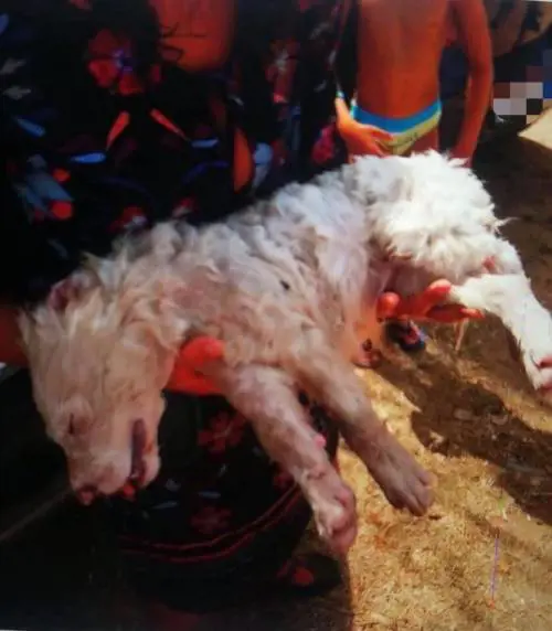 Cucciolo lasciato nel bagagliaio mentre la famiglia è in spiaggia