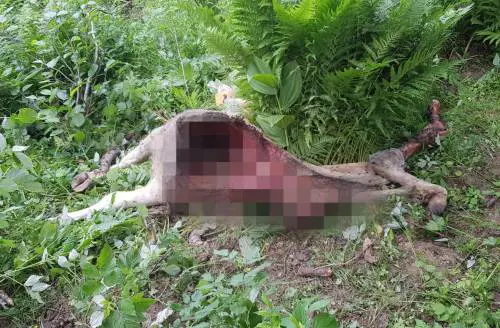 Allevamento decimato dai lupi nell'Imperiese, allarme di Coldiretti