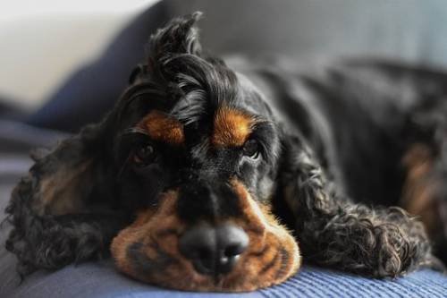 Firenze, 25enne cinese litiga con la coinquilina e le ustiona il cagnolino