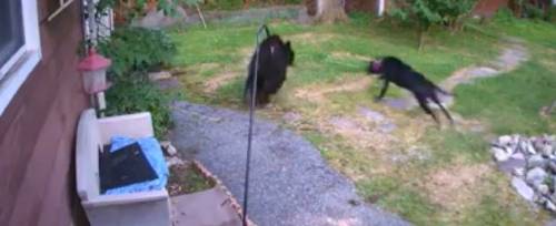 New Jersey, il cane mette in fuga l'orso entrato in giardino
