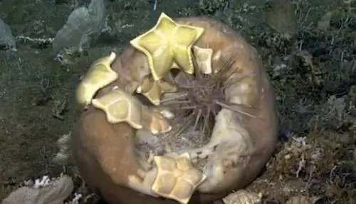 Ora in fondo al mare ​spuntano anche i ravioli