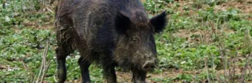 Allarme cinghiali a Bari, scatta l'ordinanza del sindaco sui rifiuti