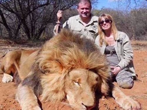 Turisti uccido un leone: licenziati