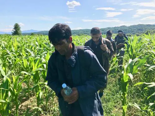 Colonne di migranti nel grano: assalto alla fortezza Europa