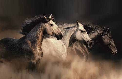 Non solo animali esotici A rischio estinzione anche i cavalli del Namib