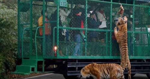 Lo zoo con gli animali liberi e i visitatori in chiusi in gabbia