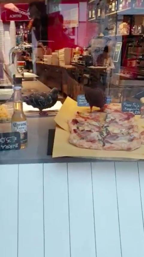 Ora a Venezia i piccioni camminano sulla pizza