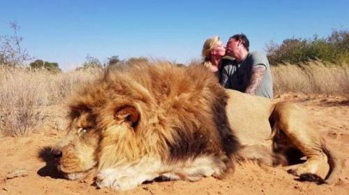 Cacciatori si baciano davanti al leone morto: scoppia la polemica
