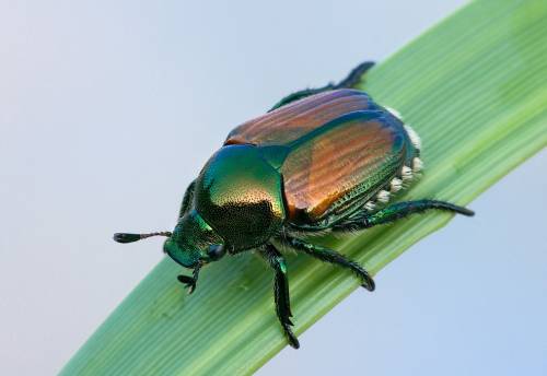 Lo scarabeo del Giappone  che semina il panico a Sud di Milano