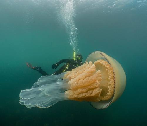 L'avvistamento choc: ecco la medusa gigante grande quanto un uomo